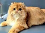 Cyril - British Shorthair Cat For Sale - Norwalk&comma; CT&comma; US