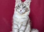 Kasper - Maine Coon Cat For Sale - Miami&comma; FL&comma; US