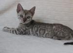 Hanuma - Bengal Cat For Sale - Norwalk&comma; CT&comma; US