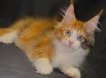 Monika - Maine Coon Cat For Sale - Miami&comma; FL&comma; US
