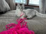 Sasha - Maine Coon Cat For Sale - Kansas City&comma; MO&comma; US