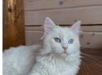 Fabian - Siberian Kitten For Sale - Brooklyn&comma; NY&comma; US