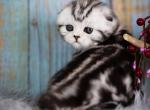 Eileen - Scottish Fold Cat For Sale - Brooklyn&comma; NY&comma; US