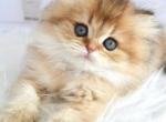Kukla - British Shorthair Cat For Sale - Brooklyn&comma; NY&comma; US