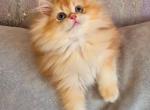Gucci - British Shorthair Cat For Sale - Brooklyn&comma; NY&comma; US