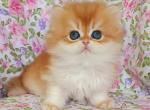 Romeo - British Shorthair Cat For Sale - Brooklyn&comma; NY&comma; US