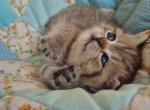 Rozi - Scottish Straight Cat For Sale - Brooklyn&comma; NY&comma; US