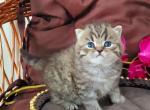Bow - Scottish Fold Cat For Sale - Brooklyn&comma; NY&comma; US