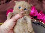 Big bear - British Shorthair Cat For Sale - Brooklyn&comma; NY&comma; US