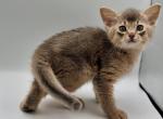 Taurus - Abyssinian Cat For Sale - Brooklyn&comma; NY&comma; US