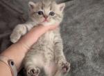 Umka - Scottish Straight Cat For Sale - Brooklyn&comma; NY&comma; US