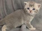 Unica - Scottish Straight Cat For Sale - Brooklyn&comma; NY&comma; US