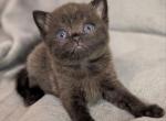 Usher - Scottish Straight Cat For Sale - Brooklyn&comma; NY&comma; US