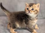 Uno - Scottish Straight Cat For Sale - Brooklyn&comma; NY&comma; US