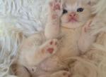 Dias - Scottish Straight Cat For Sale - Brooklyn&comma; NY&comma; US