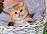 Bianka - British Shorthair Cat For Sale - Brooklyn&comma; NY&comma; US