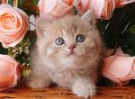 Winny - British Shorthair Cat For Sale - Brooklyn&comma; NY&comma; US