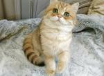 Marinda - British Shorthair Cat For Sale - Brooklyn&comma; NY&comma; US