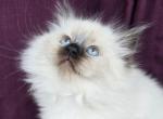 Gemma - Siberian Cat For Sale - Arnold&comma; MO&comma; US