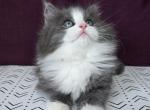 Tucker - Siberian Cat For Sale - Arnold&comma; MO&comma; US