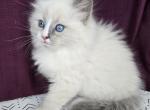 Niko - Siberian Cat For Sale - Arnold&comma; MO&comma; US