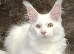 Hunter - Maine Coon Cat For Sale - Miami&comma; FL&comma; US
