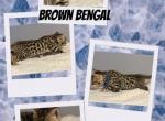 Leo - Bengal Cat For Sale - ME&comma; US
