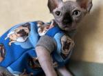 Fixy - Sphynx Cat For Sale - Pembroke Pines&comma; FL&comma; US