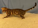 Athena Kittens - Bengal Cat For Sale - 
