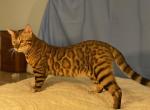 Poseidon Kittens - Bengal Cat For Sale - New Port Richey&comma; FL&comma; US