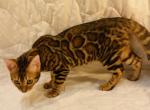 Venus Kittens - Bengal Cat For Sale - 