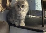 Female LH Poly - Polydactyl Cat For Sale - Absarokee&comma; MT&comma; US