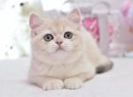 Yoshi - British Shorthair Cat For Sale - Norwalk&comma; CT&comma; US