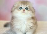 Xanti - Scottish Fold Cat For Sale - Norwalk&comma; CT&comma; US