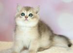 Ximon - Scottish Straight Cat For Sale - Pembroke Pines&comma; FL&comma; US