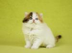 Delilah - Scottish Straight Cat For Sale - Pembroke Pines&comma; FL&comma; US