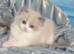 Lullaby - Ragdoll Cat For Sale - Pembroke Pines&comma; FL&comma; US