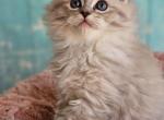 Blue mink lynx mitted - Ragdoll Cat For Sale - Farmville&comma; VA&comma; US