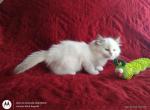Traditional Chocolate Bicolor Male - Ragdoll Cat For Sale - Sumter&comma; SC&comma; US