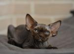 Martini - Devon Rex Cat For Sale - Norwalk&comma; CT&comma; US