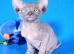 Nikita - Sphynx Cat For Sale - Pembroke Pines&comma; FL&comma; US
