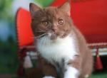 Kruasan - British Shorthair Cat For Sale - Norwalk&comma; CT&comma; US