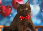 Marsel - British Shorthair Cat For Sale - Norwalk&comma; CT&comma; US