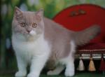 Capriz - British Shorthair Cat For Sale - Pembroke Pines&comma; FL&comma; US