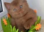 Chicago - British Shorthair Cat For Sale - Pembroke Pines&comma; FL&comma; US