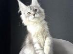 Laida - Maine Coon Cat For Sale - Miami&comma; FL&comma; US