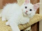Diana - Maine Coon Cat For Sale - Miami&comma; FL&comma; US
