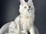 Quico - Maine Coon Cat For Sale - Miami&comma; FL&comma; US