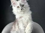Niks - Maine Coon Cat For Sale - Miami&comma; FL&comma; US