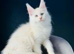 Ratimi - Maine Coon Cat For Sale - Hollywood&comma; FL&comma; US